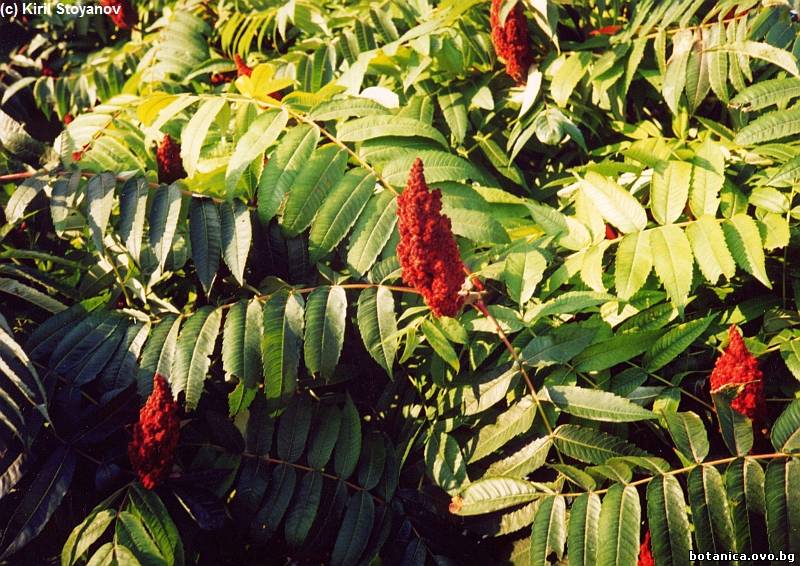 галерия Anacardiaceae