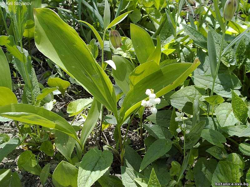 Convallaria majalis