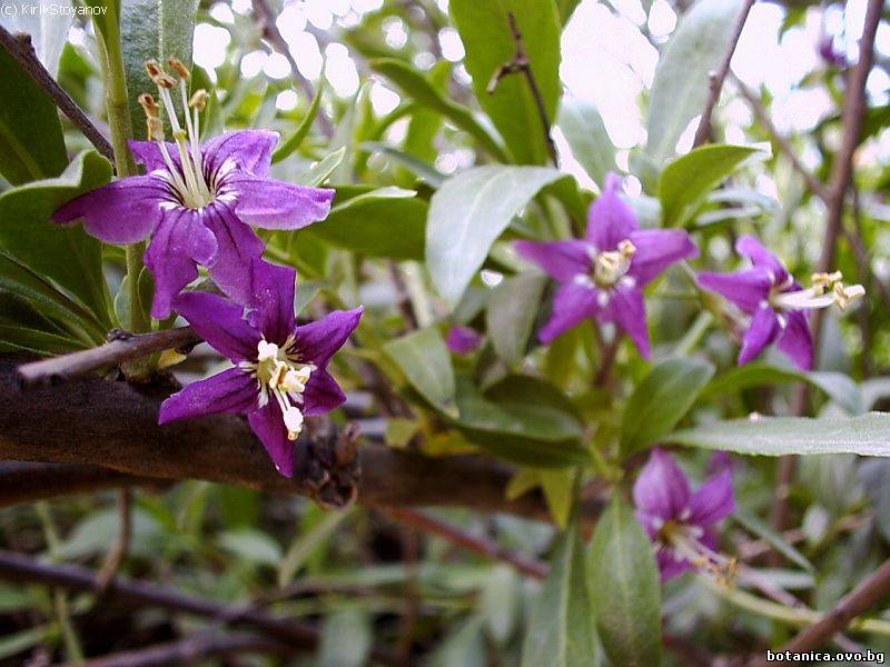 Lycium barbarum