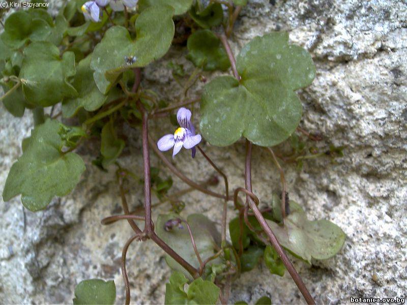 Cymbalaria muralis