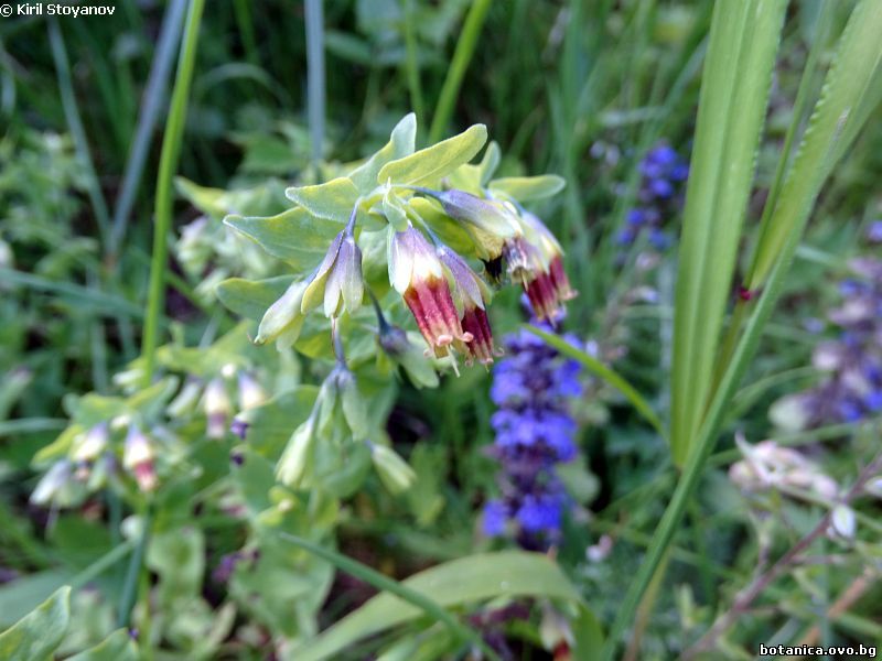 Cerinthe glabra subsp. pirinica