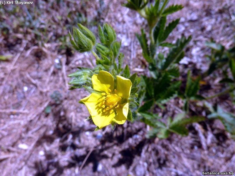 Potentilla pedata