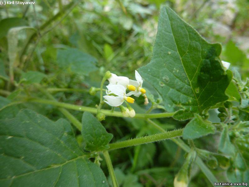 Solanum nigrum