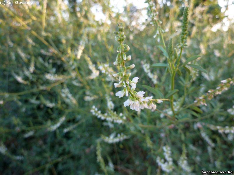 Melilotus albus