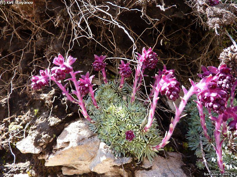 Saxifraga sempervivum