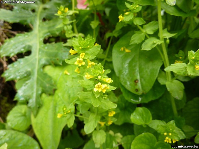 Tozzia carpathica