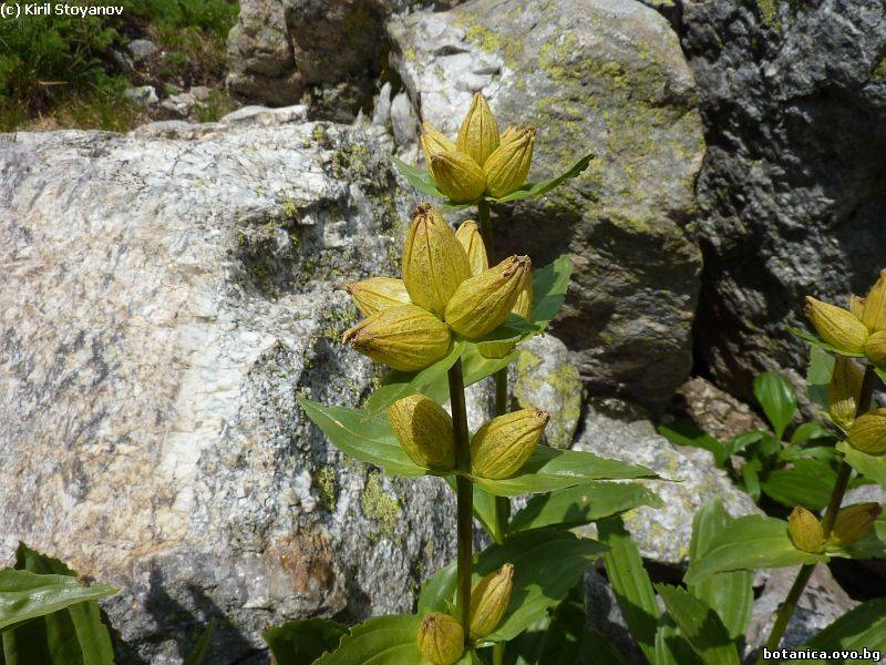 Gentiana punctata