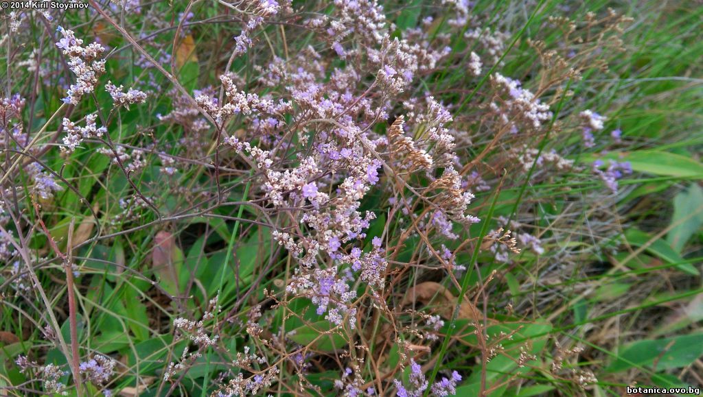 Limonium meyeri