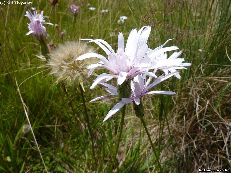 Podospermum roseum