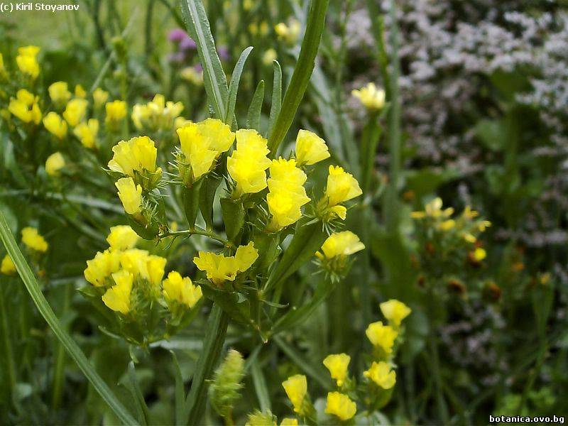 Limonium sinuatum