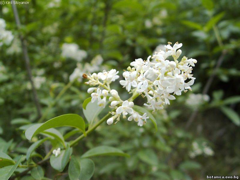 Ligustrum vulgare