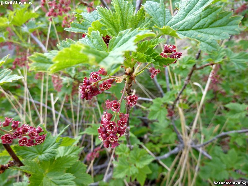 Ribes petraeum