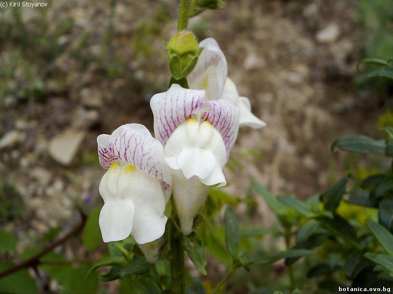 Antirrhinum majus