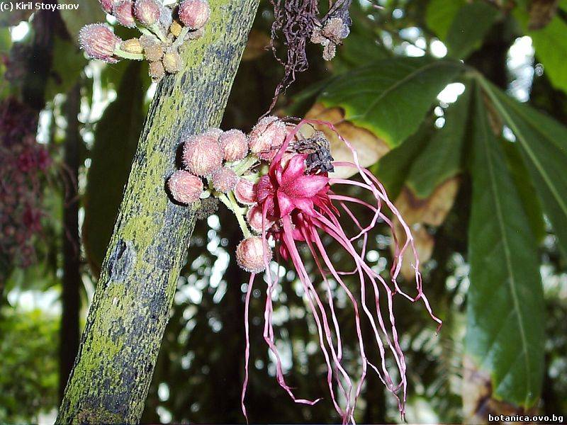 Herrania mariae