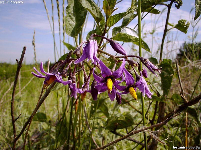 Solanum dulcamara