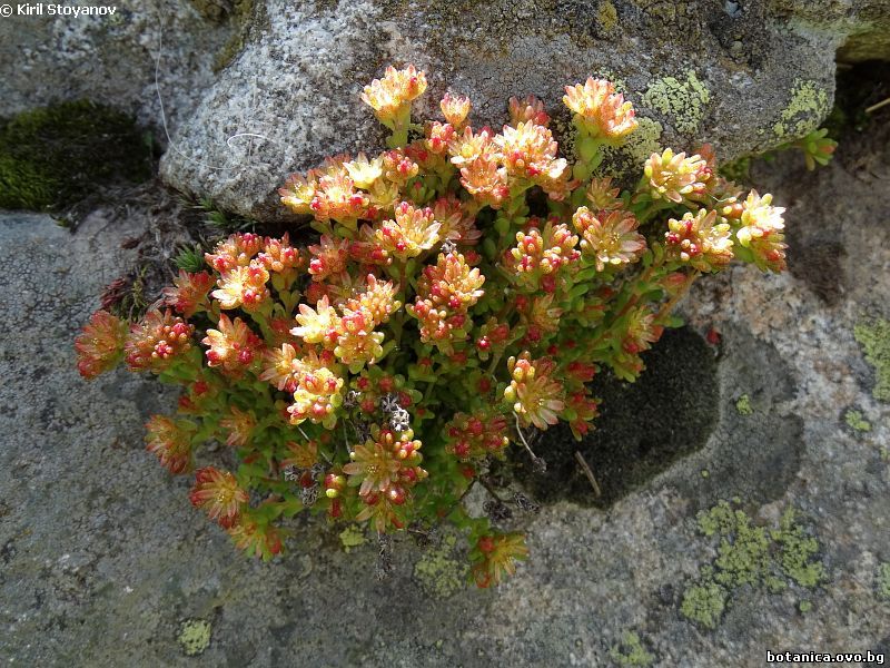 Sedum alpestre