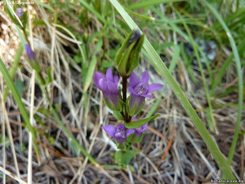 Gentianella engadinensis