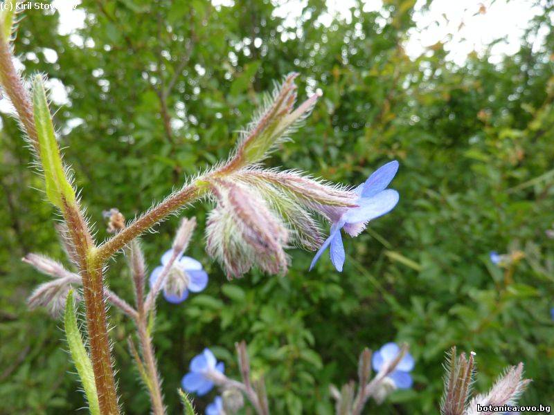 Anchusa azurea