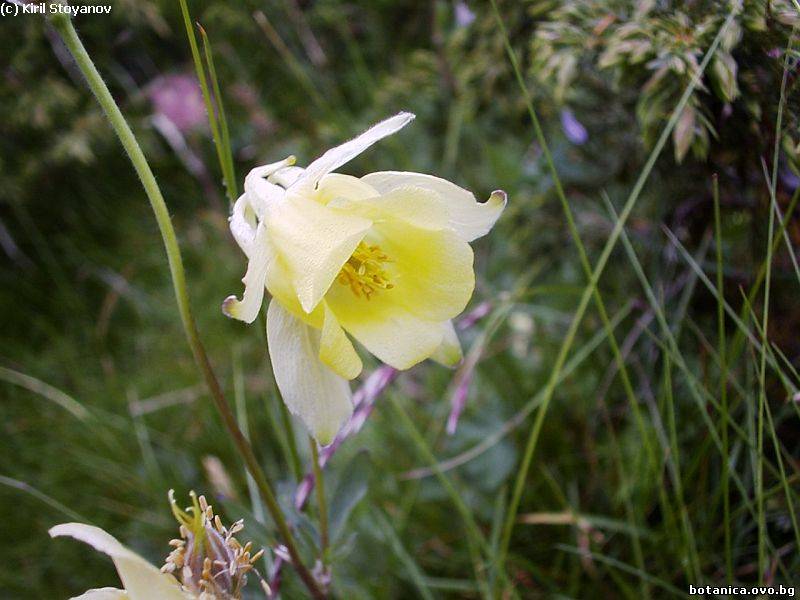 Aquilegia aurea