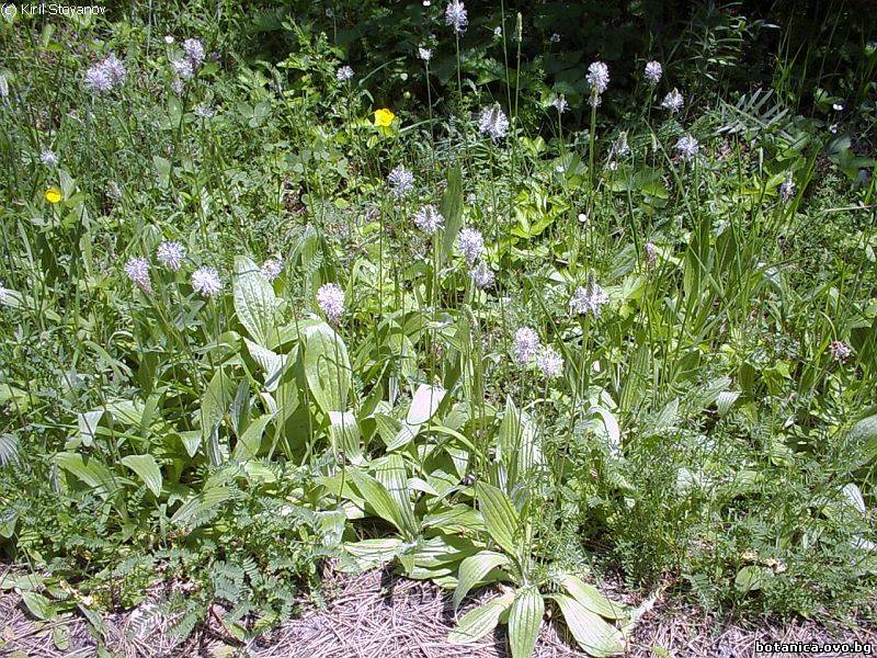 Plantago media