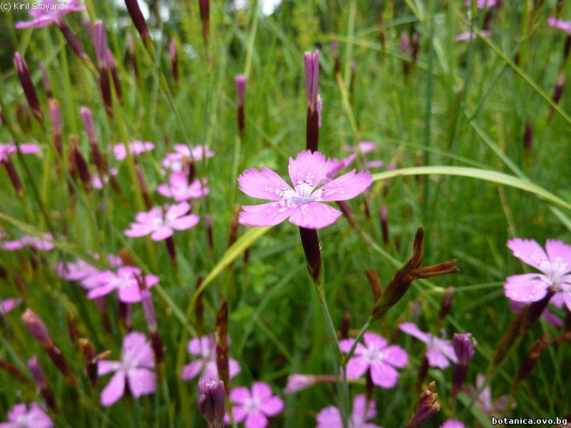 Dianthus armeria