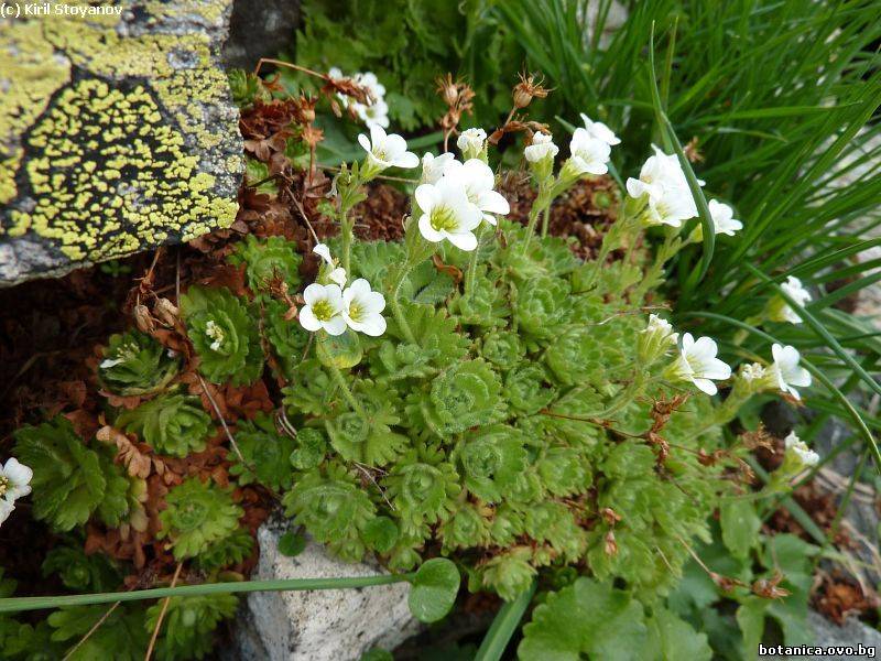 Saxifraga cymosa