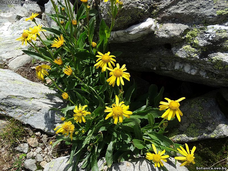 Senecio glaberrimus