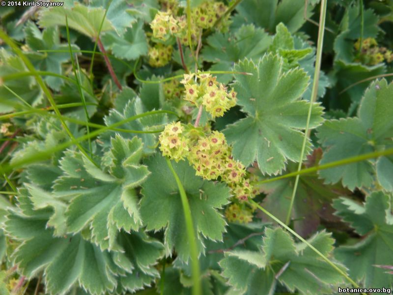 Alchemilla bulgarica
