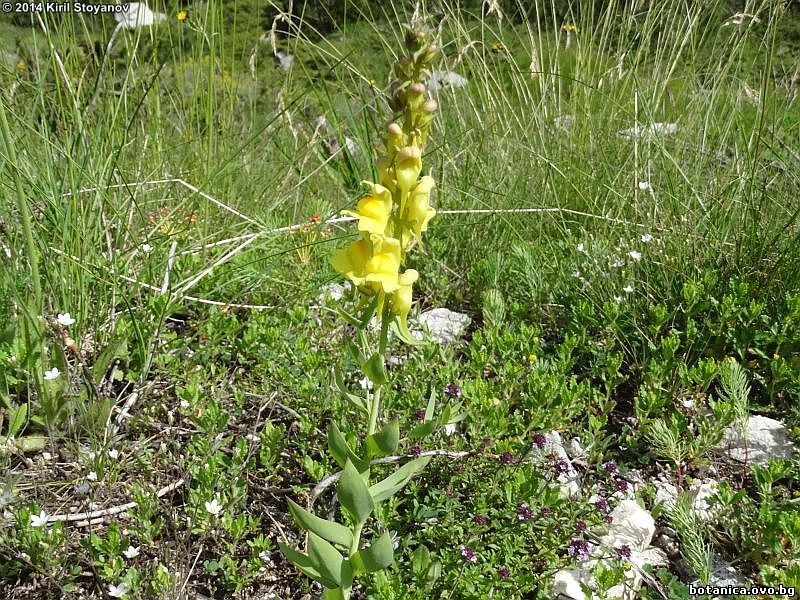 Linaria genistifolia