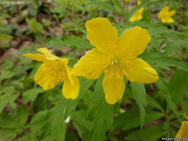 Anemone ranunculoides
