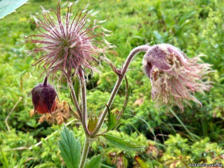 Geum rivale