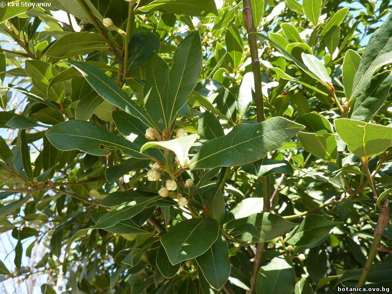 Laurus nobilis