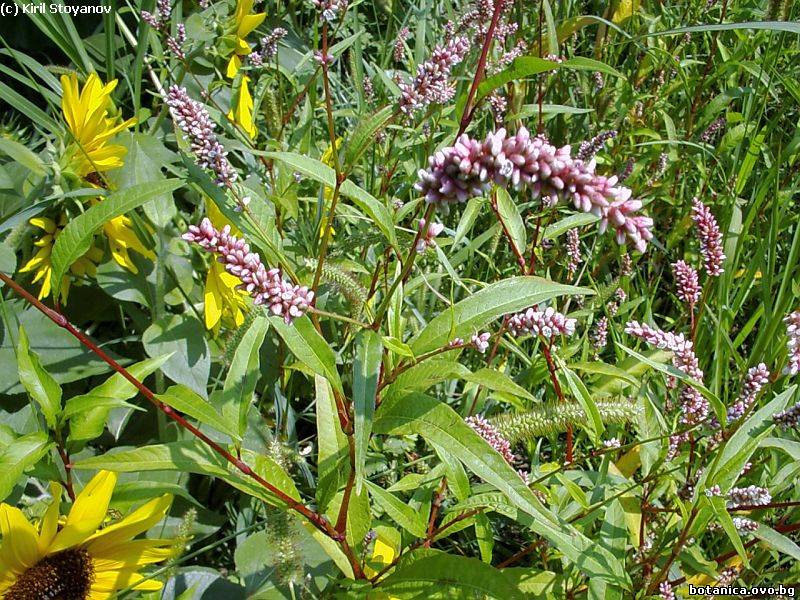Persicaria lapathifolium