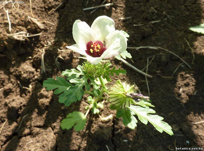 Hibiscus trionum