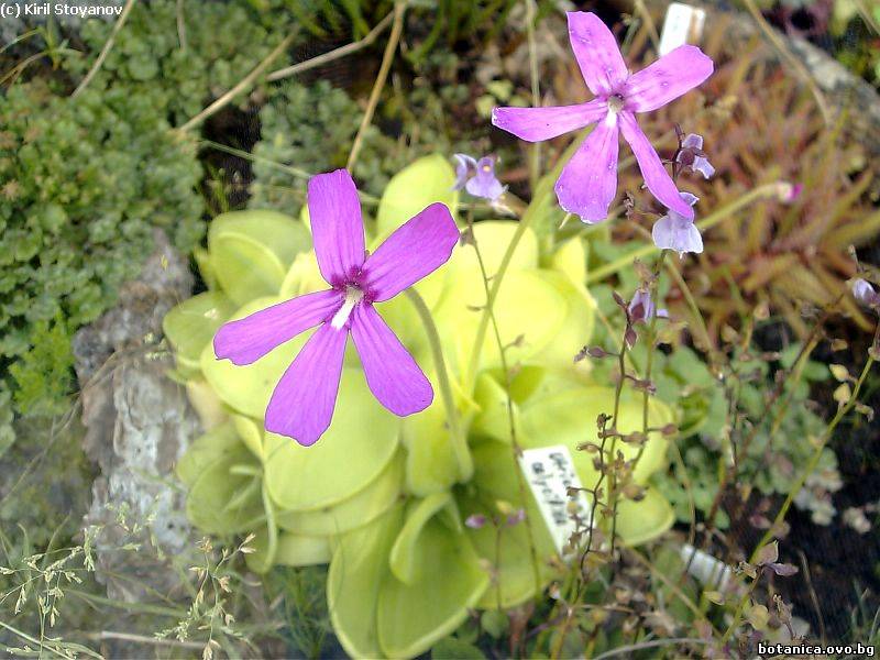 Pinguicula grandiflora