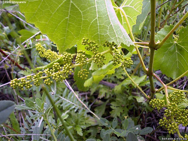 галерия Vitaceae
