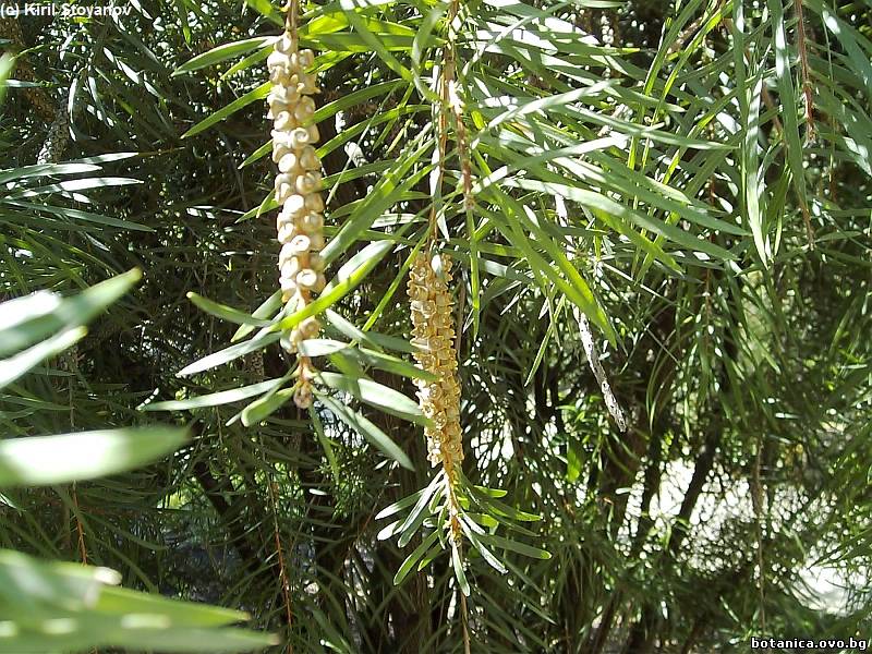 Callistemon rugulosus