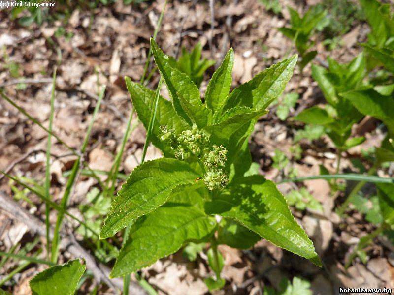 Mercurialis perennis