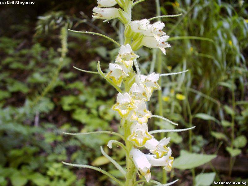 Digitalis viridiflora