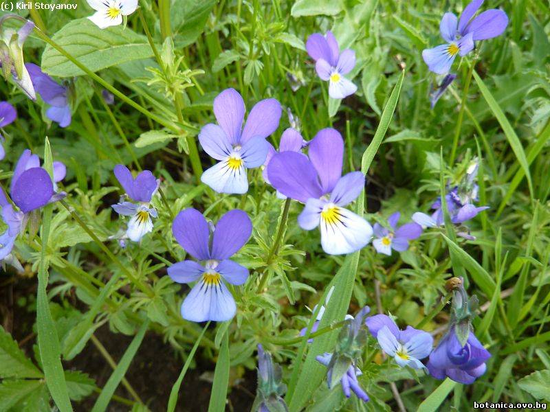 Viola dacica