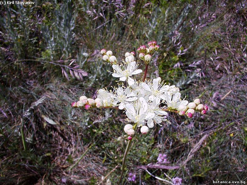 Filipendula vulgaris
