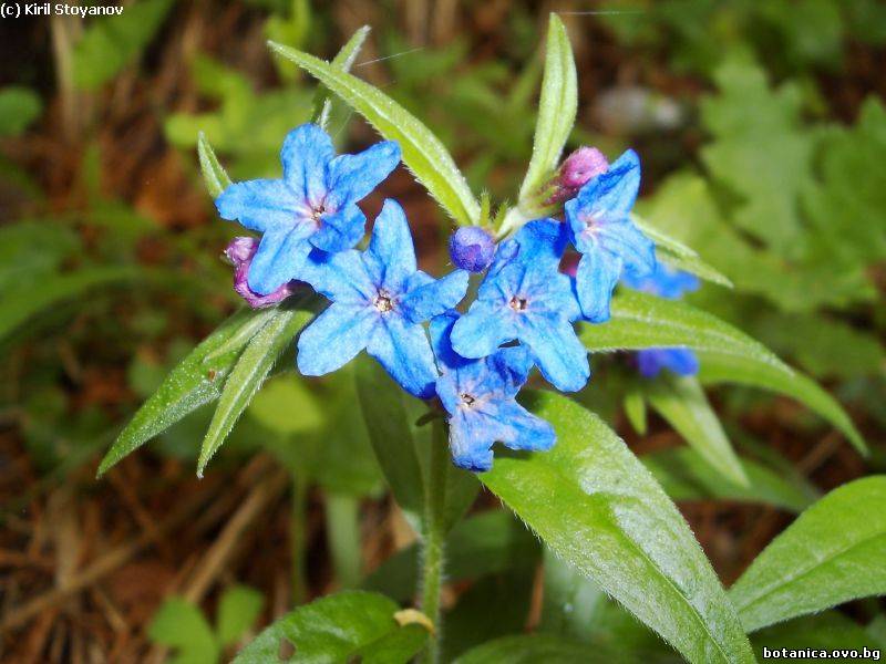 Buglossoides purpurocaeruleum