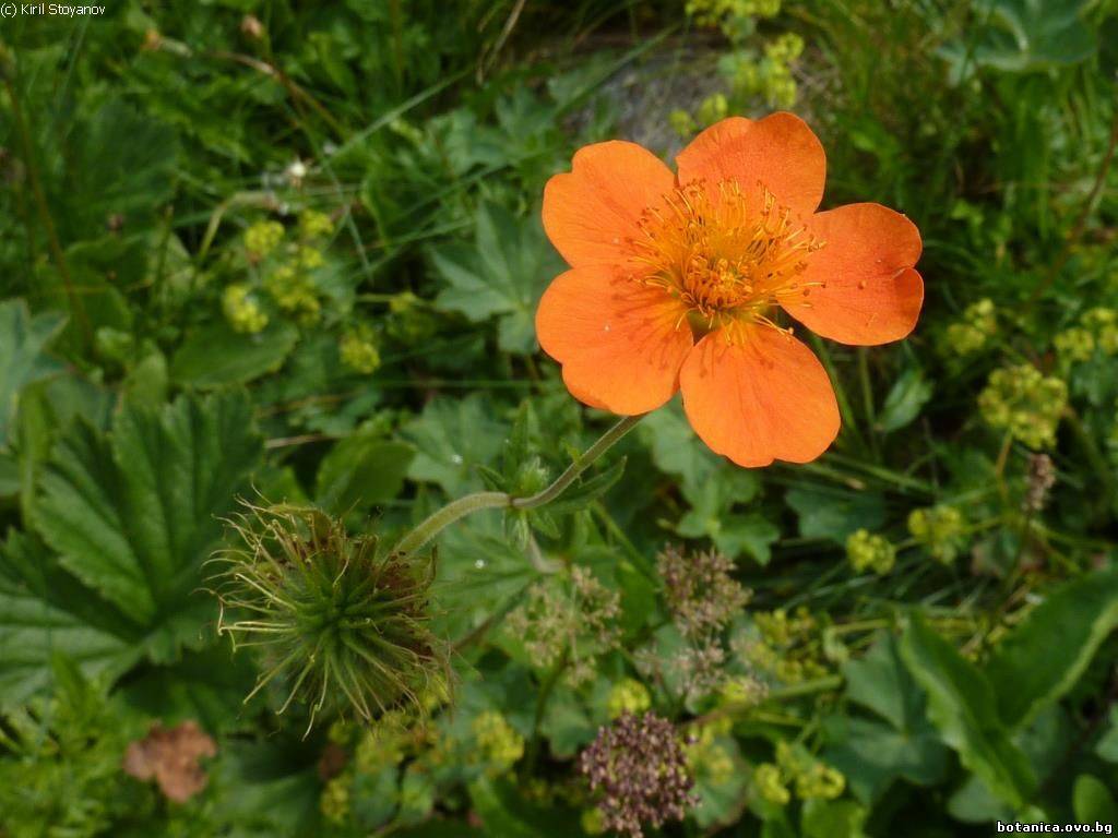 Geum coccineum