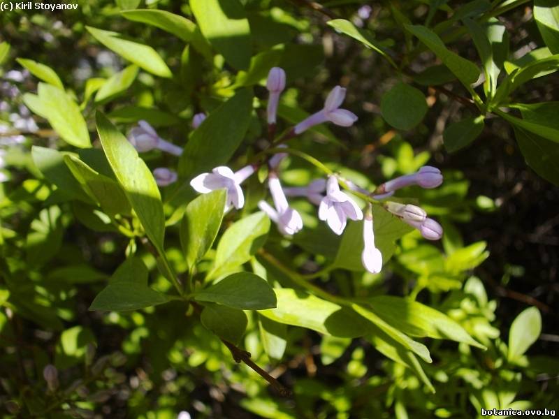 Syringa persica