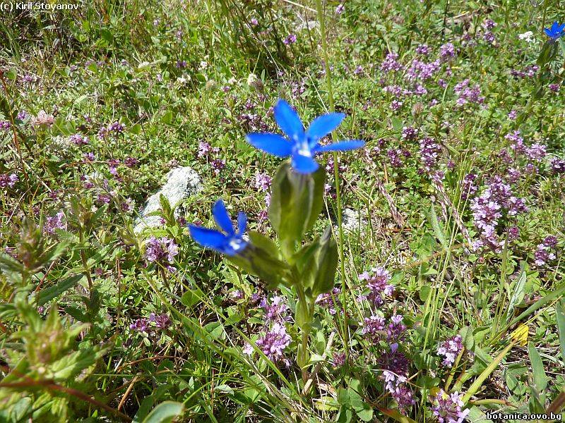 Gentiana utriculosa