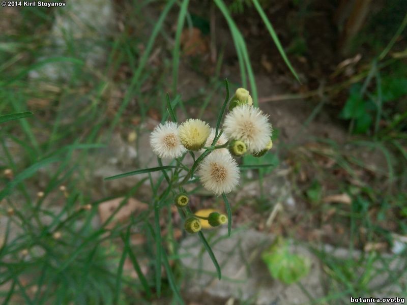 Erigeron bonariensis