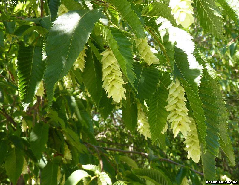 Ostrya carpinifolia