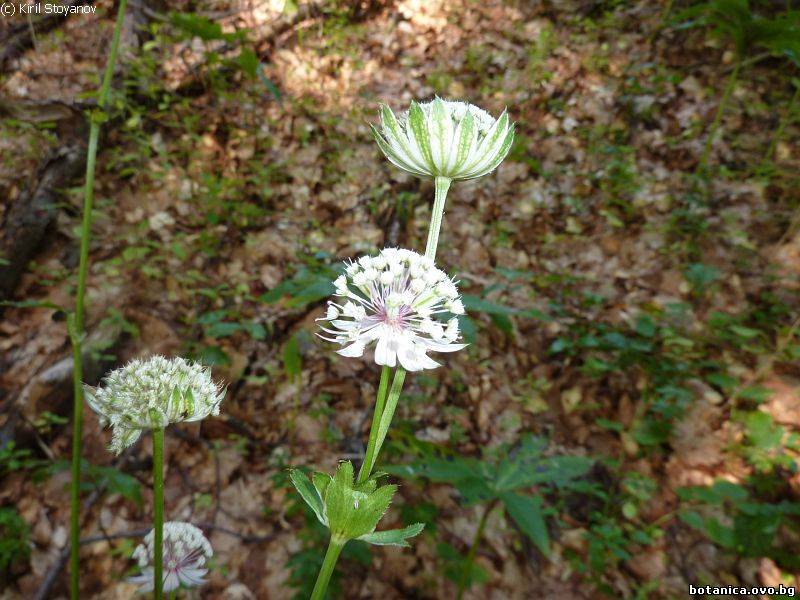 Astrantia major
