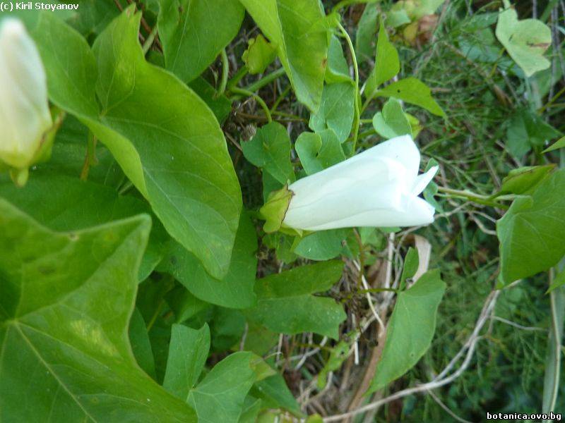 Calystegia sepium