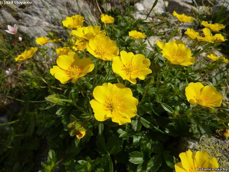 Potentilla ternata